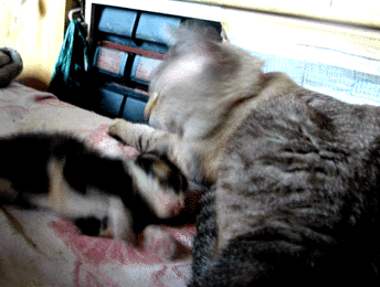 e0103408_1922811.gif