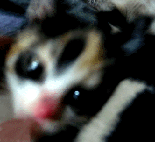 e0103408_1941688.gif