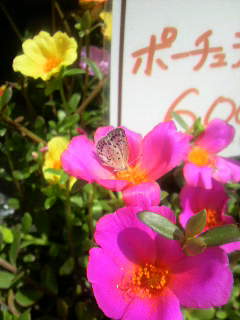 d0021510_1303087.jpg