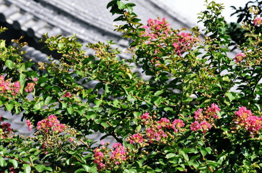 e0056537_22203475.jpg