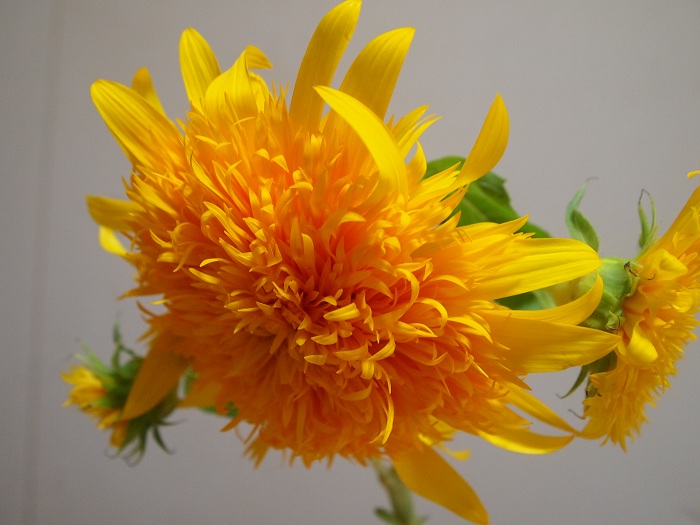 a0146442_839840.jpg