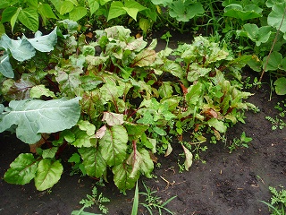 e0004756_21012100.jpg