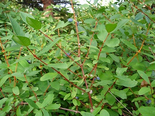 e0004756_2133577.jpg