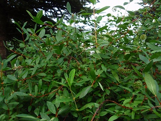 e0004756_2153928.jpg