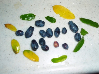 e0004756_2191164.jpg
