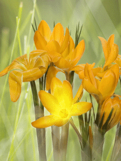 a0063364_23123981.gif