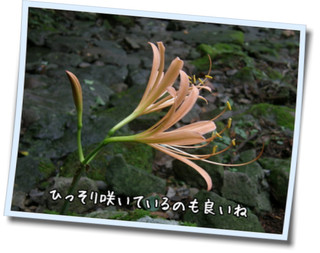 c0042869_17102933.jpg