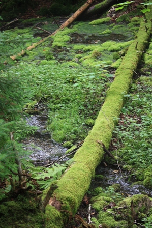 a0100975_843285.jpg