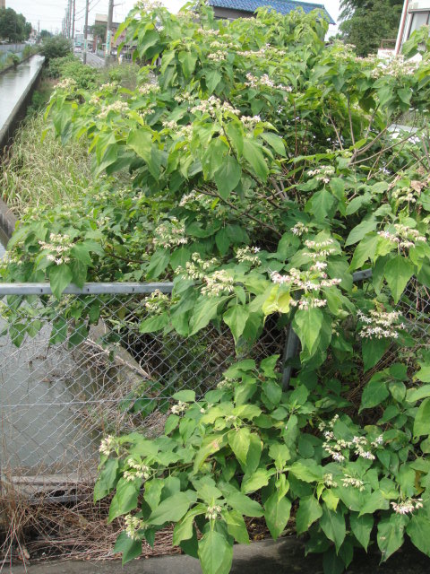 f0137275_452335.jpg