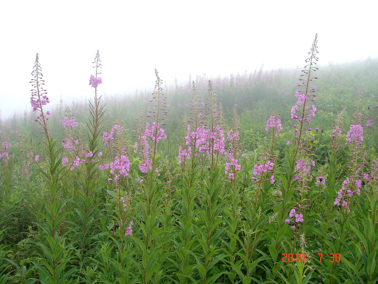 f0104277_20525272.jpg