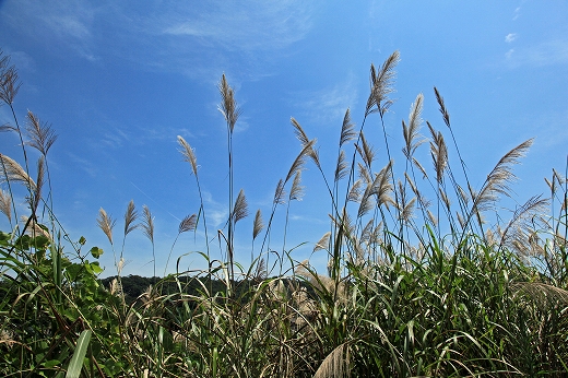 e0190885_1731296.jpg