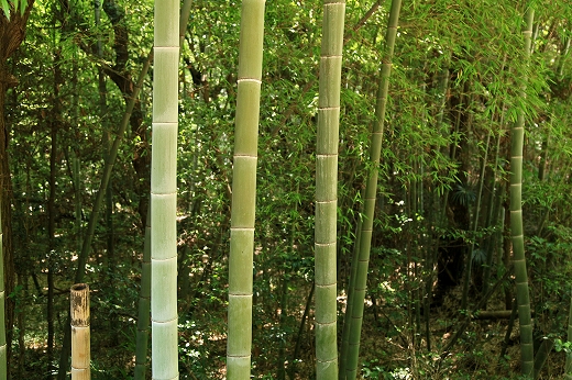 e0190885_176383.jpg
