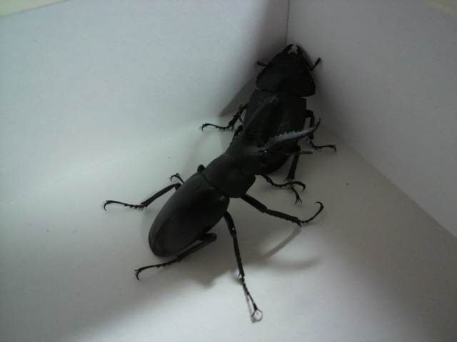 c0092787_13145925.jpg