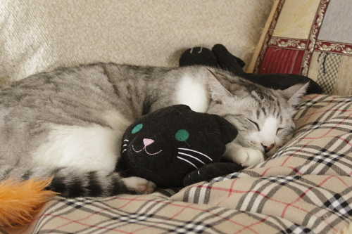 黒猫を抱えて眠るお坊ちゃん
