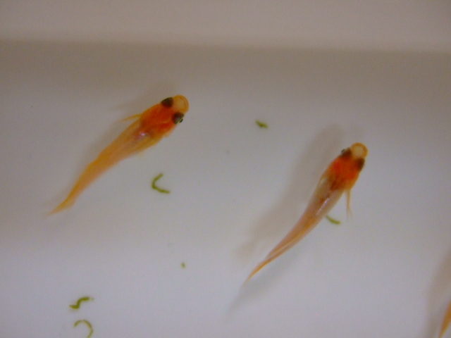 f0152308_2010789.jpg