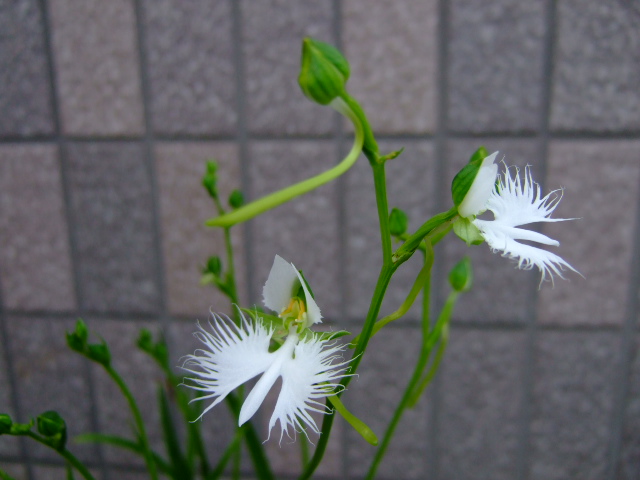 f0152308_2011264.jpg