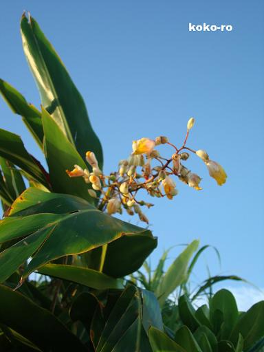 c0160014_9451647.jpg