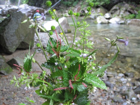d0083316_1535961.jpg
