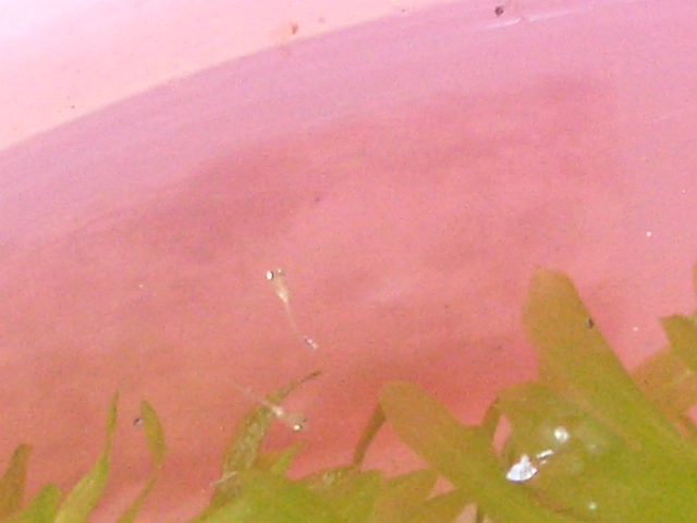 d0169618_18431.jpg