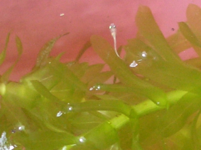 d0169618_1853591.jpg