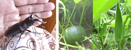 c0146127_1539365.gif