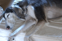 d0016727_12135298.gif