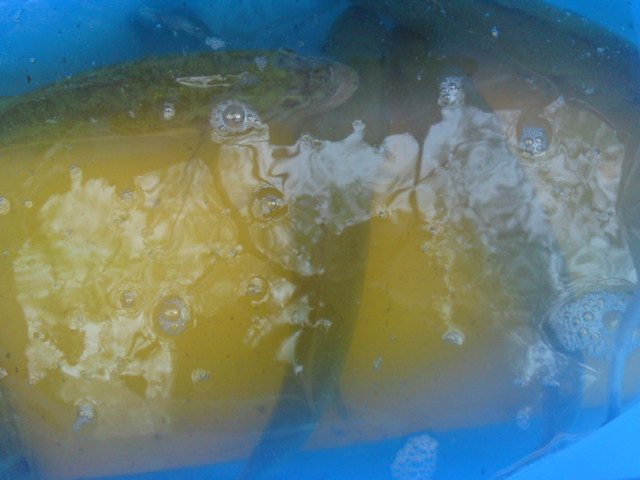 e0133656_20543393.jpg