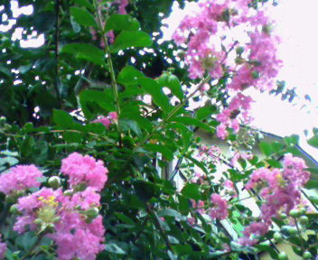 b0105259_15335772.jpg
