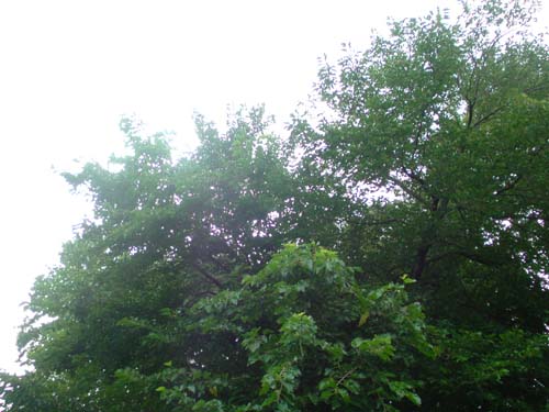 e0078187_9184544.jpg