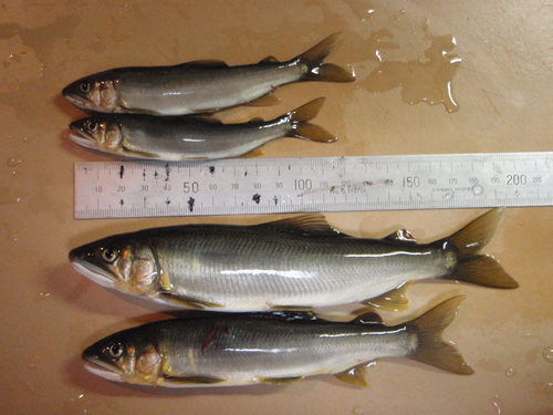 c0146788_14454975.jpg