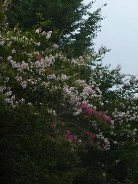 c0189388_82522.jpg