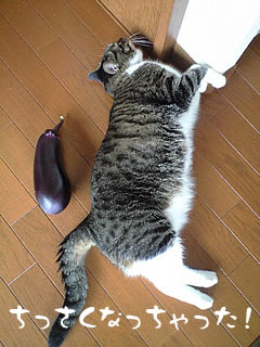 c0035001_2145913.jpg