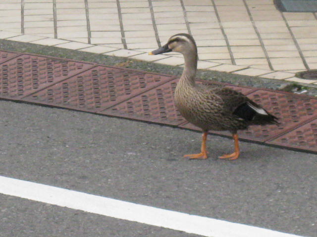 e0130722_16105574.jpg