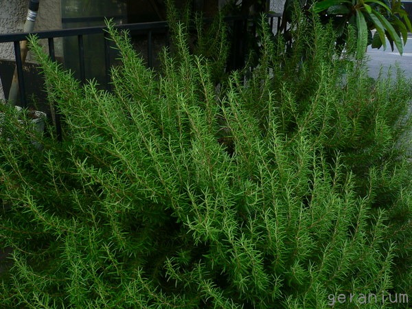 c0133533_2265348.jpg