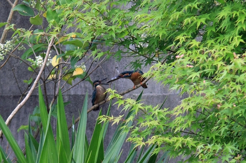 e0077041_1144467.jpg