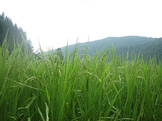 a0054948_748339.jpg