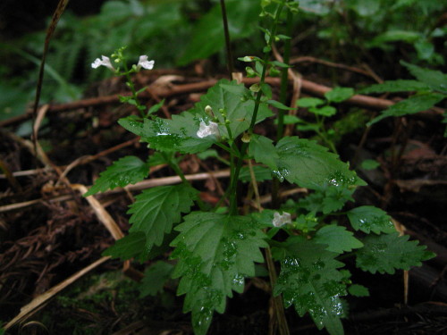 c0179351_22413049.jpg