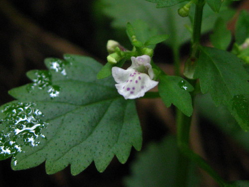 c0179351_2243183.jpg