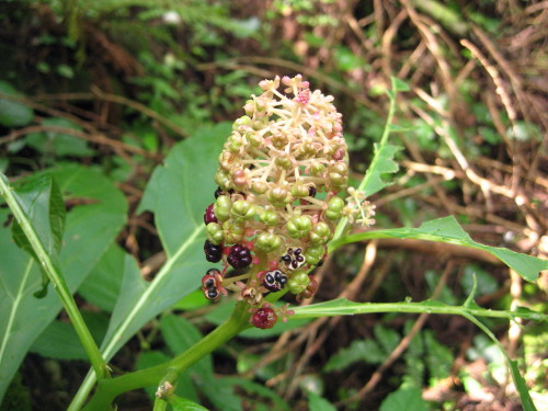 c0179351_22463447.jpg
