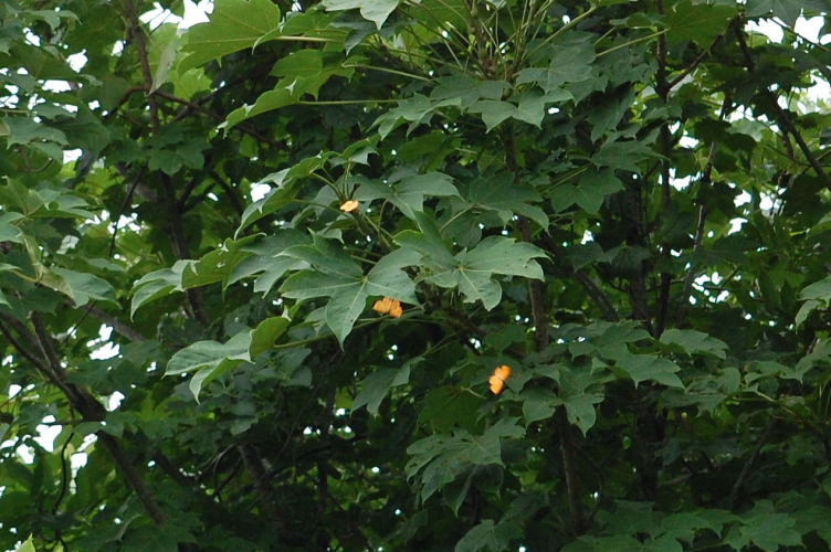b0167762_222544100.jpg