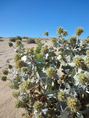 c0102268_4533578.jpg