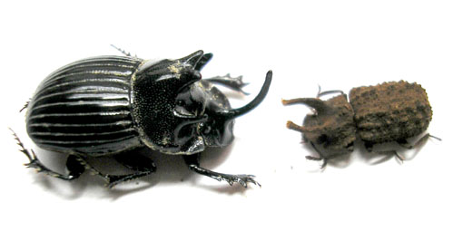 e0083097_032021.jpg