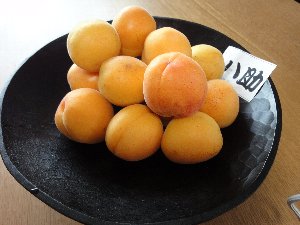 e0122199_1632431.jpg