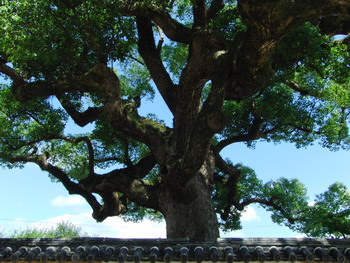 c0183137_2274955.jpg