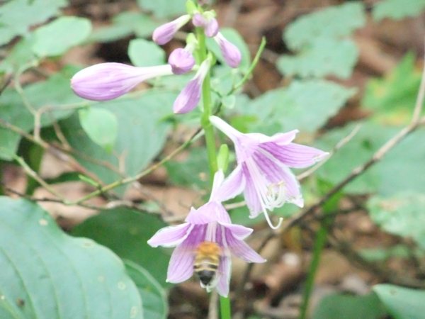 c0081645_22333188.jpg
