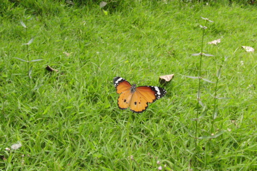a0094850_21582240.jpg