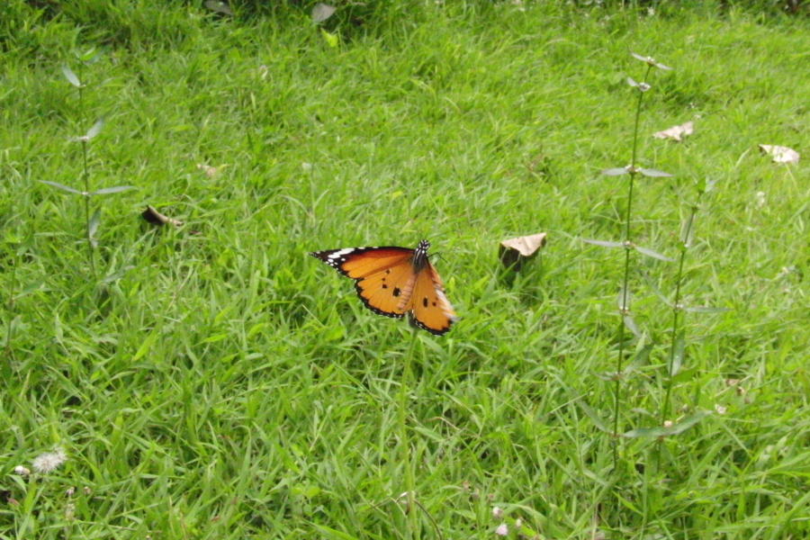 a0094850_21583887.jpg