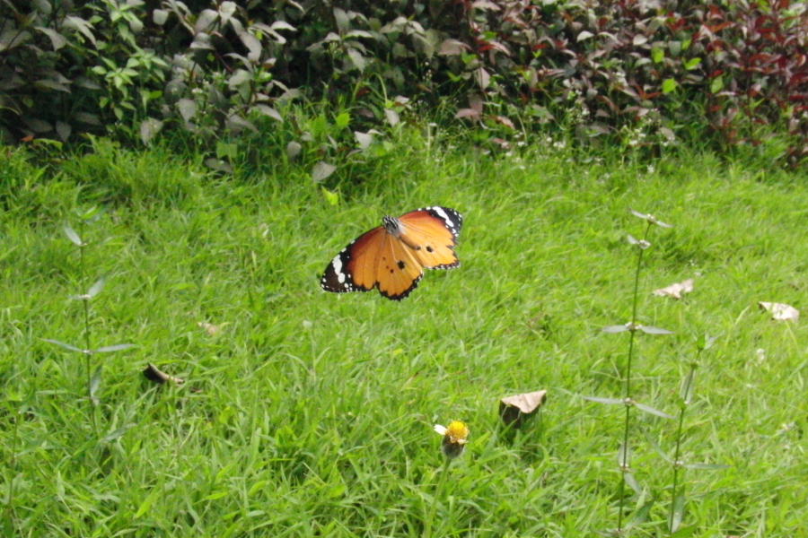 a0094850_21585277.jpg