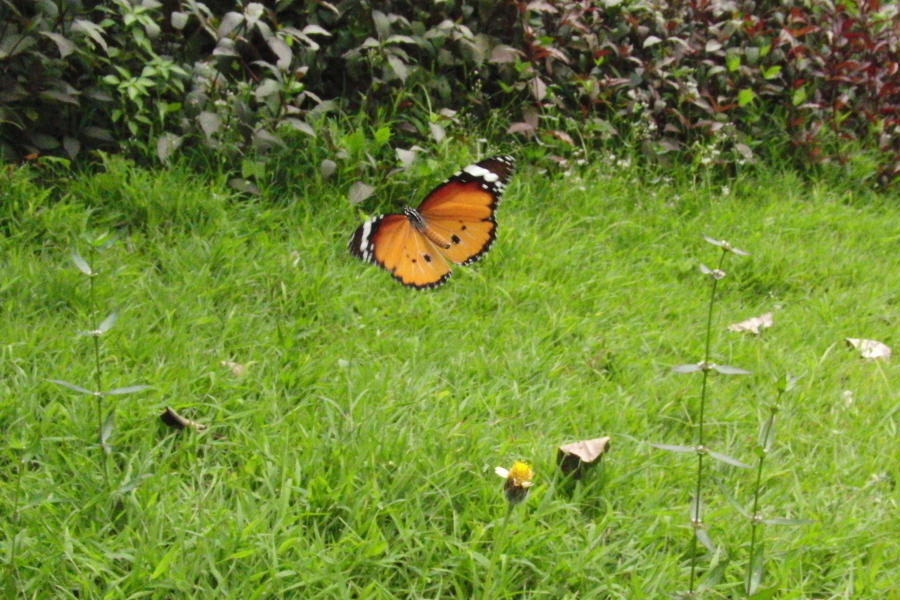 a0094850_21591370.jpg