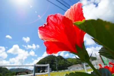 a0117858_20195088.jpg